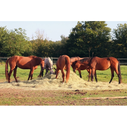 Horse Nutrition