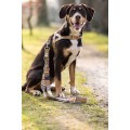 Dogs trainings leash -Anam Cara- printed