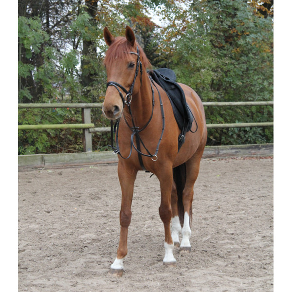 X-Line Martingale