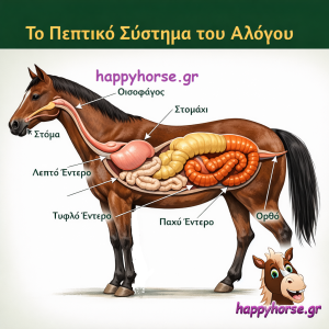 👉 How to Improve Your Horse’s Digestion | Feeding & Gut Health Guide