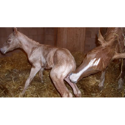HORSE MISCARRIAGE