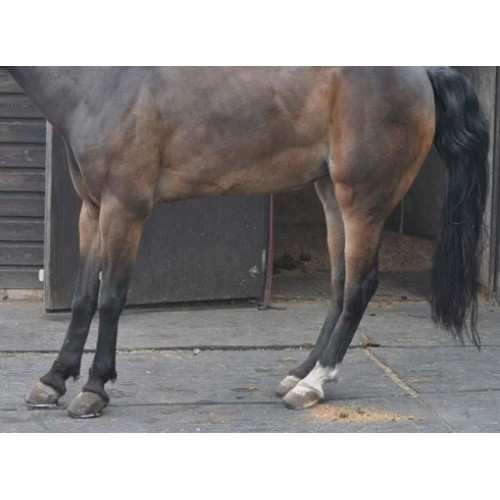 Laminitis - Endonychitis