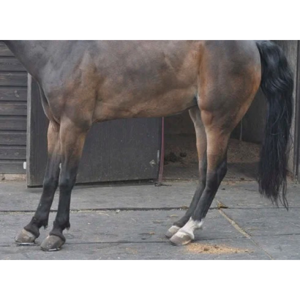 Laminitis - Endonychitis