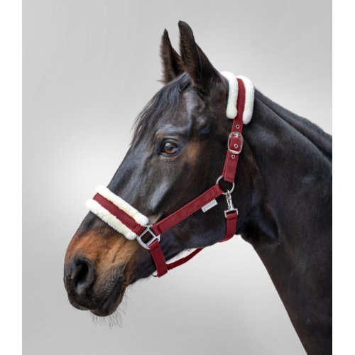 First Halter